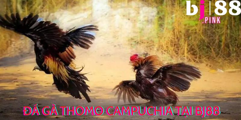 Đá gà Thomo Campuchia tại BJ88